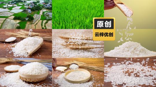 禾苗水稻大米稻米米粒洒落米食材合集