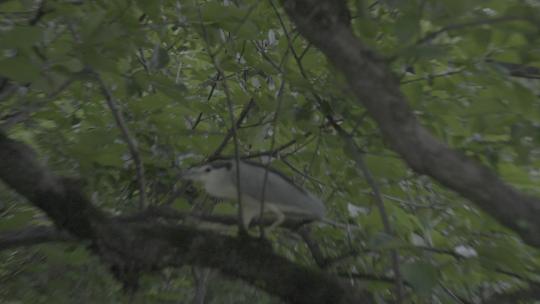 夏日南方湿地森林自然户外夜鹭鸟类