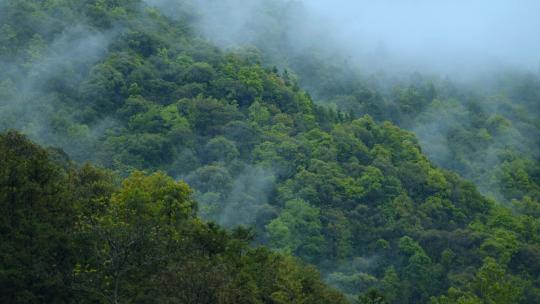 大自然下雨山水风景谷雨节气航拍森林