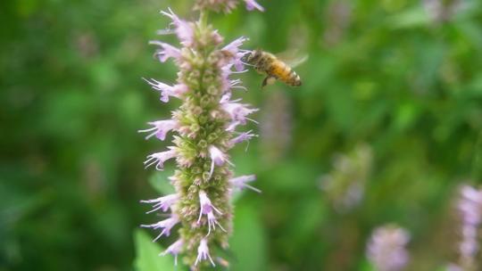 自然界昆虫蜜蜂授粉采蜜合辑