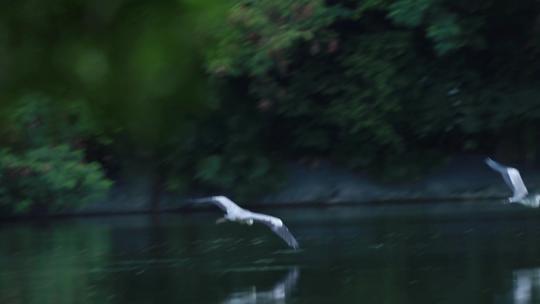 灰鹭在水面飞翔