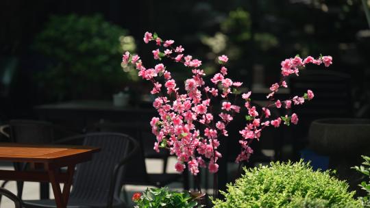 晴天院子里的花朵正在盛开