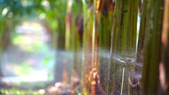 香蕉树香蕉园喷水喷洒灌溉系统