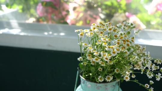 咖啡馆咖啡厅鲜花花朵开花