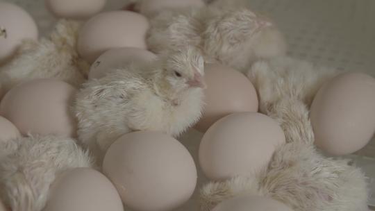 鸡蛋孵化小鸡出壳全过程LOG视频素材模板下载