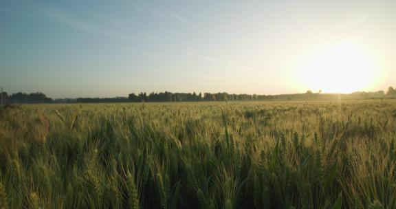 芒种麦田收割小麦