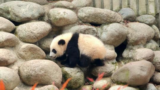 成都大熊猫繁育研究基地玩耍的大熊猫幼崽