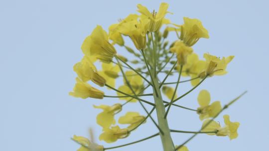 4K油菜花农业田园花海