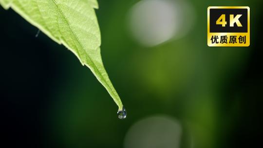 安全植物萃取草本精华研发纯天然绿色护肤