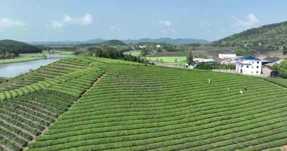 茶农在茶厂茶园采茶