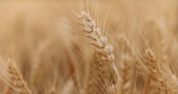 成熟的小麦视频合集