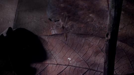 蜘蛛捕猎进食视频素材模板下载