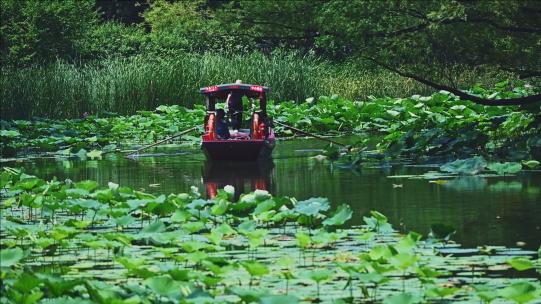 【合集】夏季荷塘摇橹船游人观赏荷花慢镜