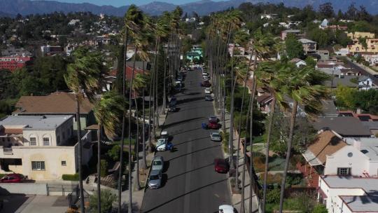 棕榈树林立的街道