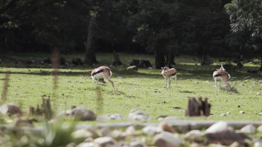鹿 动物世界 野生动物保护区视频素材模板下载