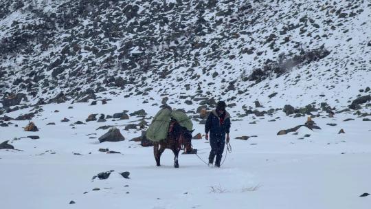 四川阿坝松潘岷山山脉雪中牵马的牧民视频素材模板下载