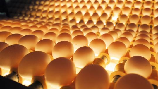 在生产线上对鸡蛋进行分类和筛选