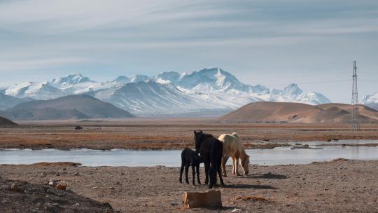 西藏旅游风光喜马拉雅珠穆朗玛峰牧场马匹视频素材模板下载