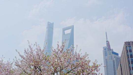 上海城市陆家嘴东昌路环球金融中心樱花视频素材模板下载