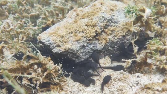 水下拍摄小蝌蚪