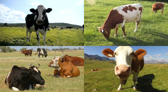 【合集】牛群畜牧业奶牛牛吃草牧群