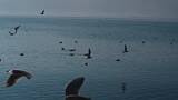 云南大理洱海海鸥高清在线视频素材下载