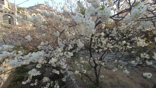 山东文登昆嵛山六度寺村的樱桃花视频素材模板下载