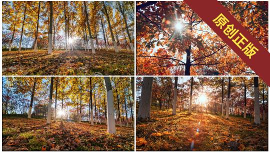 秋天阳光照进树林光影变化延时