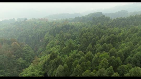 成都金华山川西竹海