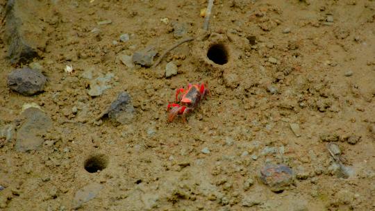红树林 红螃蟹 招潮蟹