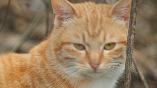 可爱猫咪4K实拍镜头