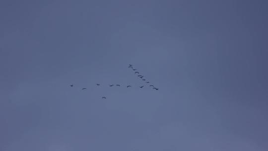 大雁 燕子 在空中排成人字