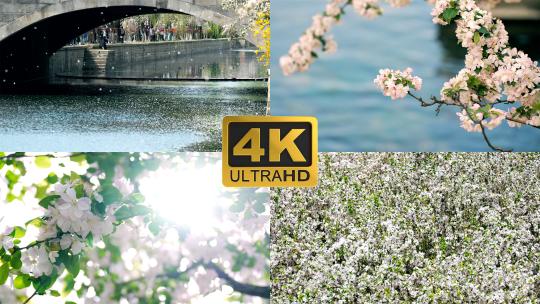 4K升格春天盛开绽放的海棠花多镜头合集视频素材模板下载