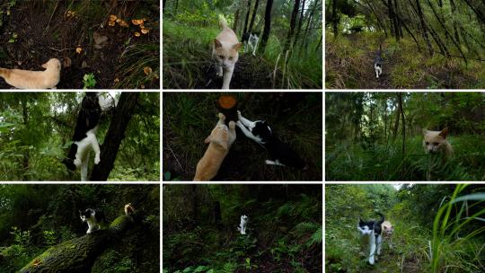 带上猫咪去森林，大自然里的猫咪高清在线视频素材下载