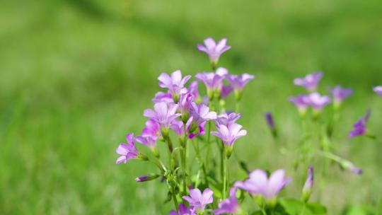 唯美画面春天春意紫色花朵视频素材模板下载