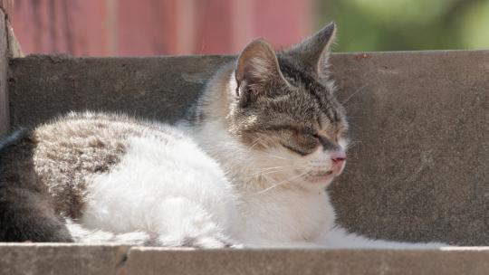 可爱猫咪4K实拍镜头