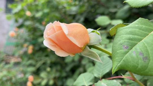 春天盛开的月季花花朵