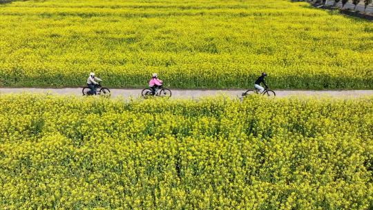 4K航拍骑行油菜花花海田园高清在线视频素材下载