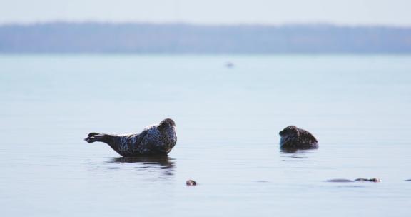 两只海豹躺在海里