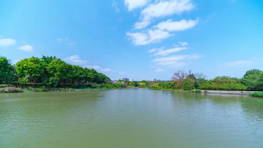 广州海珠湿地公园湖泊树林蓝天白云延时风光