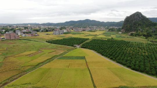 肇庆市封开县小镇田园风光