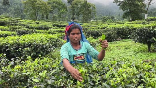 在印度茶园采摘茶叶的女人