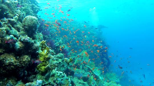 1064_珊瑚礁里有多种颜色的鱼