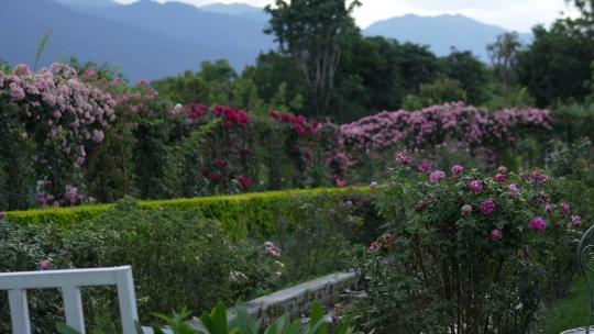 花园花海花卉鲜花云南大理丽江昆明