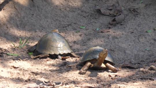 两只非洲头盔龟在沙滩上