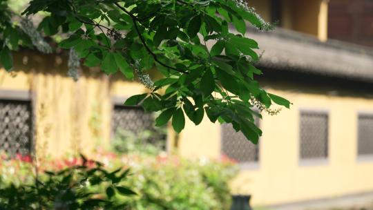 杭州下天竺寺庙围墙外的树叶被风吹动