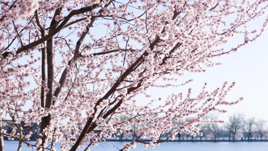 北京颐和园春季春天山桃花