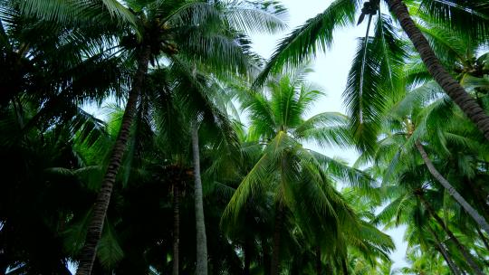 海南三亚椰树椰林椰子树 海滨公园视频素材模板下载