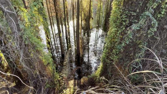 落羽杉逆光夕阳