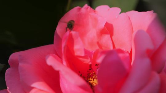 蜜蜂采食月季花蜜  4k50p